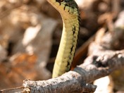 Common Garter snake