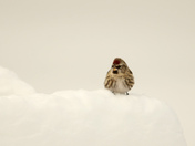 Birds in winter 