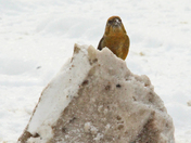 Birds in winter 
