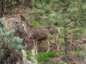 Mule Deer In Camouflaged Surroundings