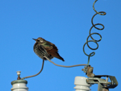 Starling 