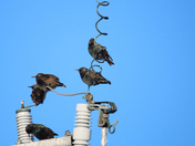 Starling 