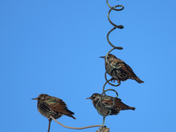 Starling 