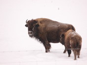 Bison in the winter 