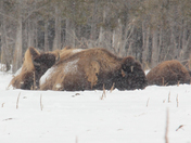 Bison in the winter 