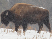 Bison in the winter 