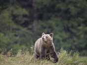 Grizzli Bear