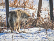 Manitoba Coyote