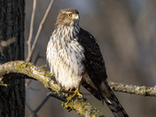 Cooper's Hawk