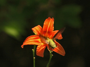 Hummers 