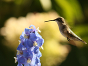 Hummers 