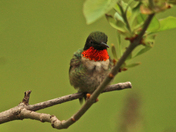 Hummers 