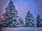 Snowy Trees 