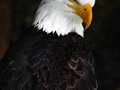 Bald Eagle Stare