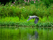 Great Blue Heron 