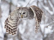 Barred Owl on the Trail, December 23, 2021