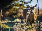 Deer feeding
