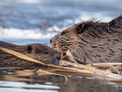 Beaver Family Portrait