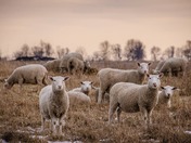Sheep at twilight