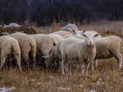 Sheep at twilight