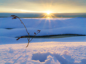 Winter star