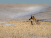 January Coyote (2021) 