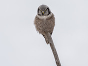 Strange Perch