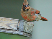 Cardinal 