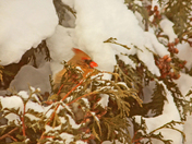 Cardinal 