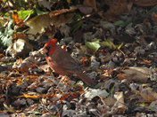 Cardinal 