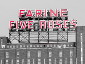 Farine Five Roses