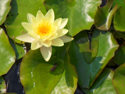 Water Lily