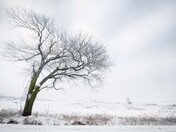 Stilted Tree