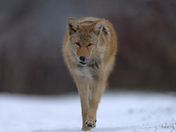 Coyote is coming