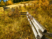 Alberta Gold 