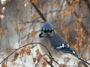 Chilly Day Jay