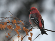 Surviving Winter