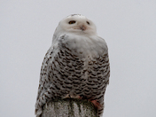 The Snowies are back!