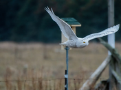 The Snowies are back!