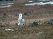 The Snowies are back!