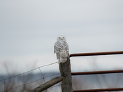 The Snowies are back!