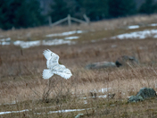 The Snowies are back!