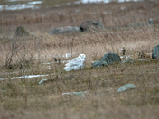 The Snowies are back!