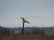 The Snowies are back!