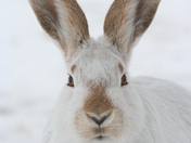 Whitetailed Jackrabbit