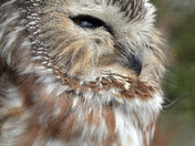 Saw Whet Owl
