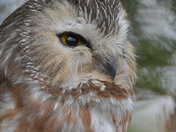 Saw Whet Owl