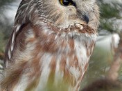 Saw Whet Owl