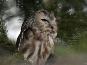 Saw Whet Owl