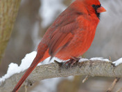 Northern Cardinals